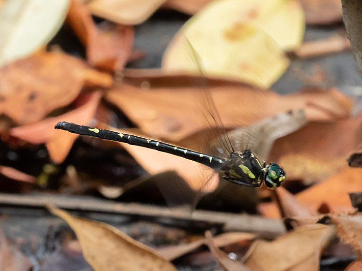 Eusynthemis nigra female-2446.jpg